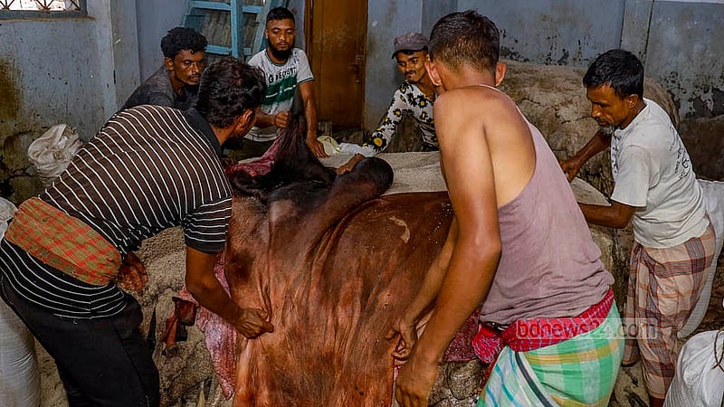 কোরবানির ঈদের পরদিন মঙ্গলবার পুরান ঢাকার পোস্তায় মৌসুমি ব্যবসায়ীদের কাছ থেকে কেনা চামড়া সংরক্ষণের কাজ করছেন আড়তদাররা। ছবি: মাহমুদ জামান অভি
