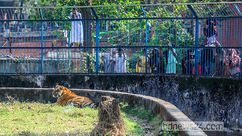 ঢাকার মিরপুর চিড়িয়াখানায় রোববার বাঘের খাঁচার আশপাশে দর্শনার্থীদের আনাগোনা ছিল বেশি।  ছবি: আব্দুল্লাহ আল মমীন