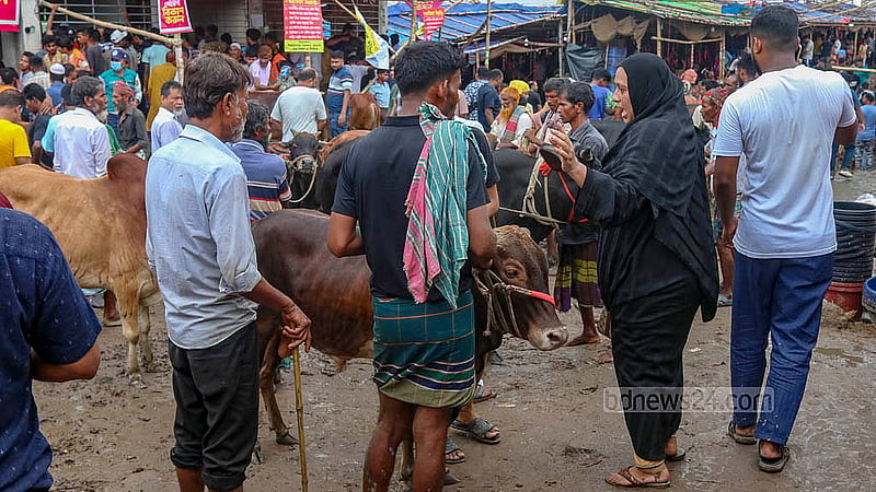 রাজধানীর গাবতলী হাটে শুক্রবার গরু দেখছেন ক্রেতারা।   ছবি: শামীম-উস-সালেহীন