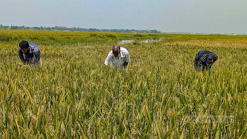 সুনামগঞ্জের হাওরে অনেক ক্ষেতের ধান পেকে গেছে। কৃষকেরা সবার আগে সেগুলো কেটে ফেলছেন। ছবি: শামীম শামস
