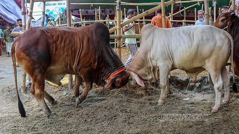 রাজধানীর গাবতলী হাটে কোরবানির পশু নিয়ে বসে আছেন ব্যাপারীরা। এবার বড় গরুর চেয়ে চাহিদা বেশি ছিল ছোট গরুর।   ক্রেতারা।   ছবি: শামীম-উস-সালেহীন