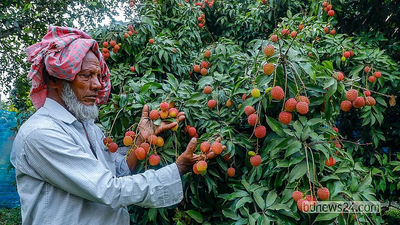 নারায়ণগঞ্জের সোনারগাঁওয়ের বাগানে পেকেছে লিচু। চাষিরা বলছেন, এবার লিচুর ফলন প্রত্যাশিত হয়নি