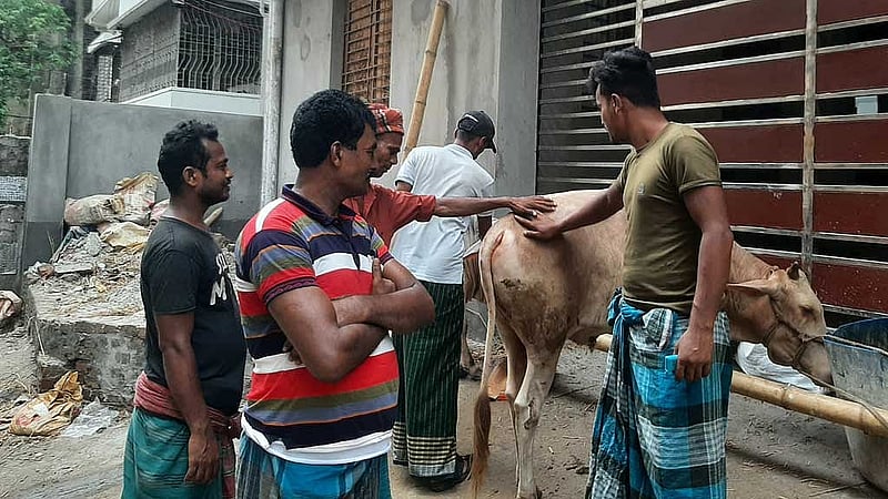 ঈদে গরু কাটাকাটির কাজ করতে এই দলটি ঢাকায় এসেছে শেরপুর থেকে। তারা তেজগাঁও এলাকার একটি গুদাম ঘরে উঠেছেন।