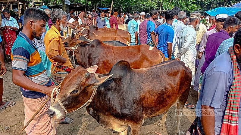 দিনাজপুরে কোরবানির পশুর হাটে মাঝারি আকারের গরু এনে ক্রেতার অপেক্ষায় বেপারীরা।