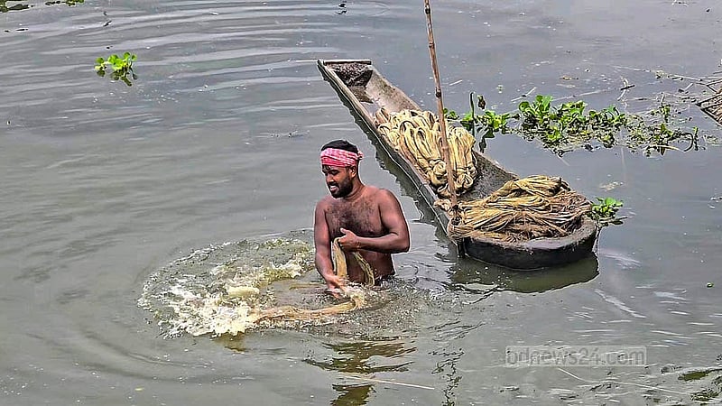 বর্ষায় মাঠ-ঘাট পানিতে ডুবে থাকায় ফরিদপুরে প্রায় সব কৃষক পাটের আবাদ করেন। ছবি:শেখ মফিজুর রহমান শিপন