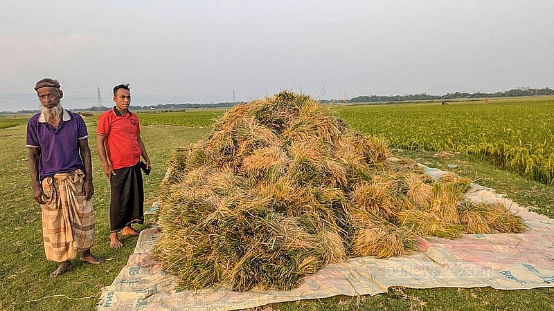 সুনামগঞ্জের হাওরে ধান কেটে জমির পাশেই রাখা হয়েছে। সেখান থেকে নেওয়া হবে বাড়িতে। ছবি: শামীম শামস