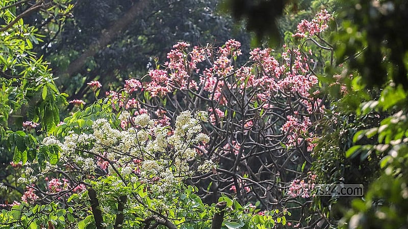 গ্রীষ্মের বিভিন্ন ফুল সৌন্দর্য ছড়াচ্ছে ঢাকা বিশ্ববিদ্যালয় ক্যাম্পাসে। ছবি: আব্দুল্লাহ আল মমীন