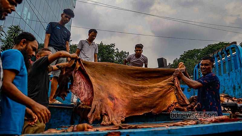 ঢাকার সাইন্সল্যাব মোড়ে মওসুমি চামড়া ব্যবসায়ীরা প্রতি পিস গরুর চামড়া কিনছেন ৪০০ থেকে ৮০০ টাকায়। চামড়ার আকার ও মান অনুযায়ী দাম ঠিক করছেন তারা। ছবি: মাহমুদ জামান অভি
