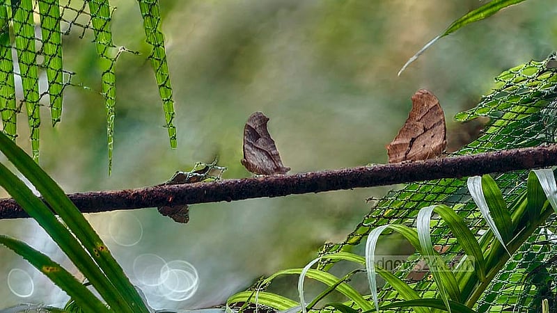 জাহাঙ্গীরনগর বিশ্ববিদ্যালয়ে প্রজাপতি মেলায় সাদা জালের তৈরি ঘরে রাখা হয় নানা রঙ ও প্রজাতির জীবন্ত প্রজাপতি। প্রাণিবিদ্যা বিভাগ প্রতিবছর এই আয়োজন করে থাকে। ছবি: আরিফুর রহমান