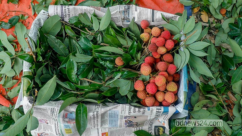 নারায়ণগঞ্জের সোনারগাঁওয়ের একটি বাগানের লিচু বাজারে নেওয়ার জন্য প্রস্তুত করা হচ্ছে