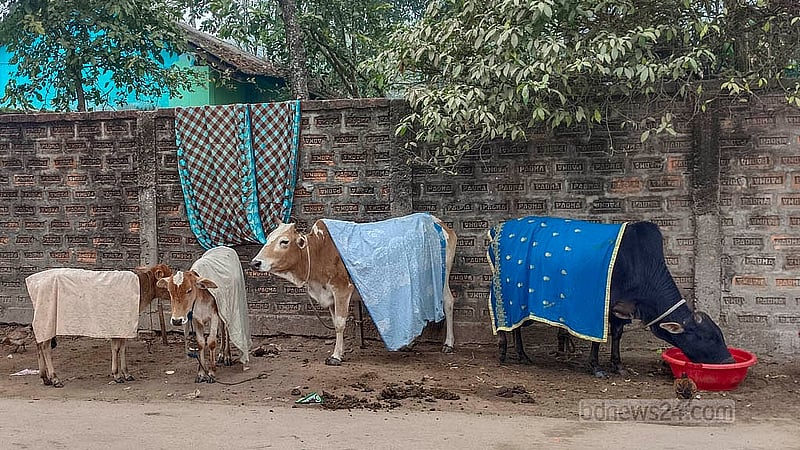 মাঝারি শৈত্যপ্রবাহে মৌলভীবাজারে মানুষের পাশাপাশি কষ্টে গৃহপালিত পশুরাও। ঠান্ডা থেকে বাঁচাতে গৃহপালিত পশুর গায়ে পরিয়ে দেওয়া হচ্ছে কাপড়