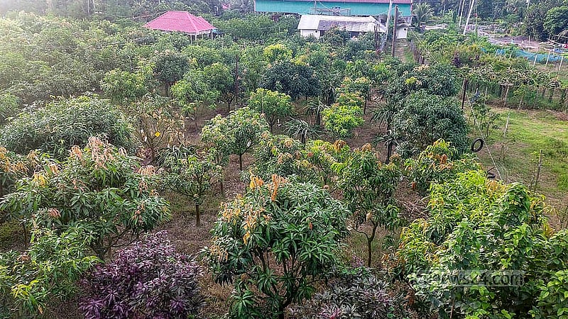 চাঁদপুর সদর উপজেলার শাহতলী এলাকায় ডাকাতিয়া নদীর পাড়ে পরিত্যক্ত ইটভাটার জমিতে কৃষি উদ্যোক্তা হেলাল উদ্দিনের গড়ে তোলা আমের বাগান। ছবি: শোভন আল ইমরান