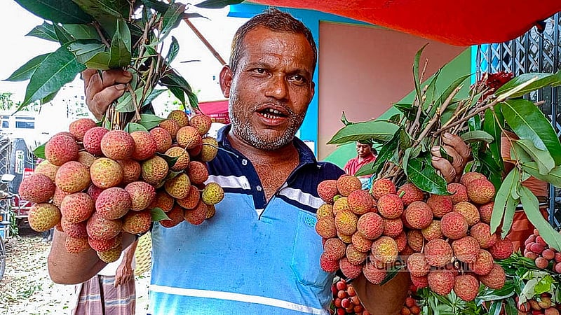 সমেয়র আগে বাজারে লিচু আনায় চাষিরা লাভবান হলেও প্রকৃত স্বাদ থাকে না মেলে না এতে। দিনজাপুরের কালিতরা ফল মার্কেটে বিকিকিনি হচ্ছে অপরিপক্ক লিচু। ছবি: মোরশেদুর রহমান