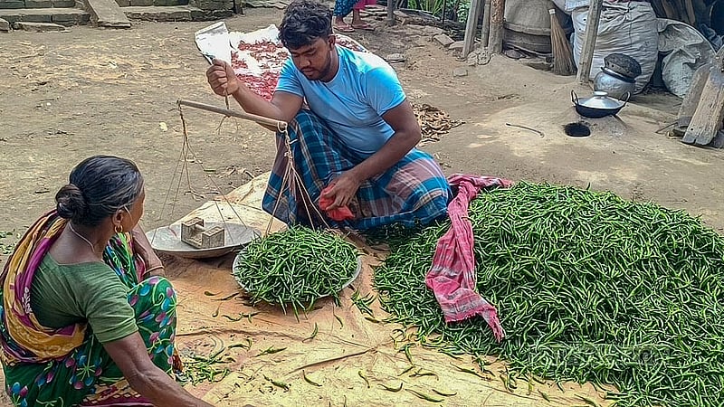 মানিকগঞ্জের হরিরামপুরে এক কৃষকের বাড়ির আঙিনা থেকে কাঁচা মরিচ কিনে নিচ্ছেন এক পাইকার। ছবি: মাহিদুল ইসলাম মাহি