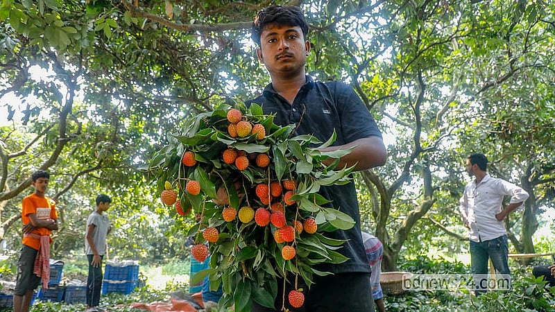 লিচু পাকার সময়ে নারায়ণগঞ্জের সোনারগাঁওয়ে পুরো বাগান কিনে নেন ব্যাপারীরা। এরপর সময়মত তারা লিচু নামিয়ে বাজারে তোলেন