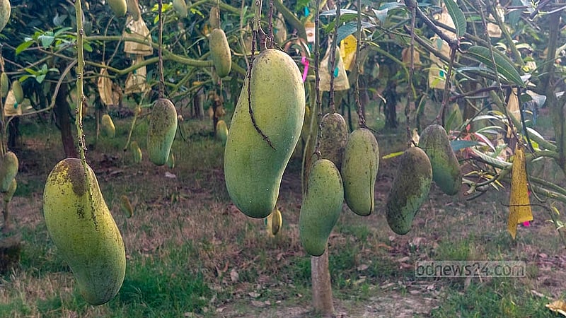 চাঁদপুর সদর উপজেলার ‘ফ্রুটস ভ্যালি অ্যাগ্রো’র জমিতে নানা আকৃতি ও রঙের বিদেশি আম নজর কাড়ছে। ছবি: শোভন আল ইমরান