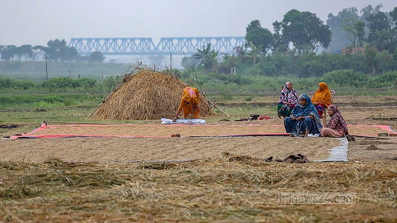 সেদ্ধ ধান শুকানো হচ্ছে রোদে। পাখি যেন নষ্ট না করতে পারে, সে জন্য পাশে বসে পাহারা দিচ্ছেন নারীরা। ছবি: আব্দুল্লাহ আল মমীন