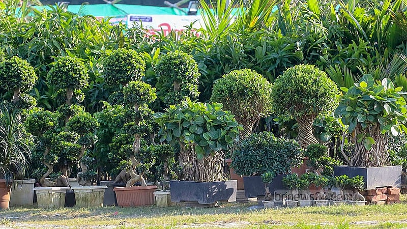 ঢাকার শেরে বাংলা নগরে জাতীয় বৃক্ষমেলায় পাওয়া যাচ্ছে বিভিন্ন বনসাই। আকার ও জাতভেদে দামেও ভিন্নতা রয়েছে। ছবি: আব্দুল্লাহ আল মমীন