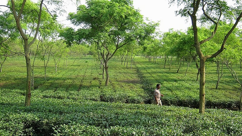 তেঁতুলিয়ায় স্যালিলান টি এস্টেট, ছবি: লেখক