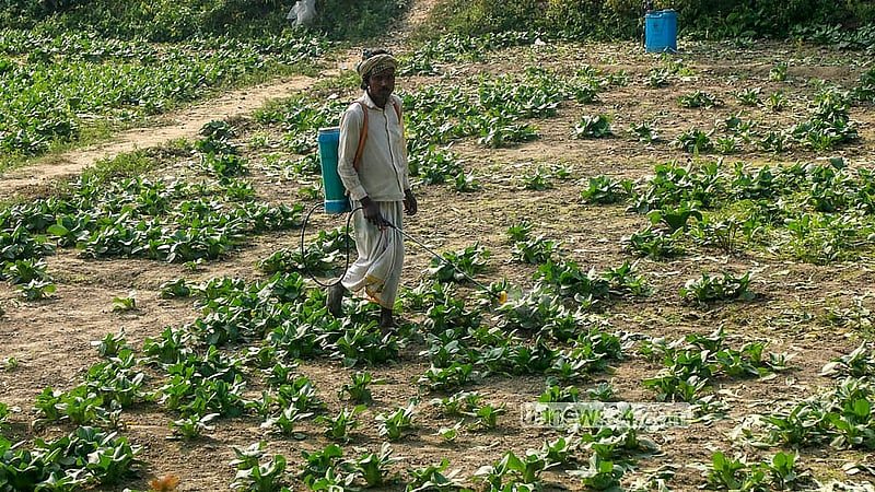 মানিকগঞ্জের সিংগাইর উপজেলার একটি গ্রামে পোকামাকড় ঠেকাতে সবজি ক্ষেতে কীটনাশক দিচ্ছেন একজন