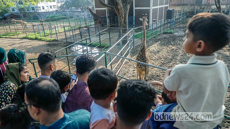 রোজার ঈদের পরদিন রোববার জাতীয় চিড়িয়াখানায় জিরাফ দেখতে মানুষের ভিড়। ছবি: আব্দুল্লাহ আল মমীন