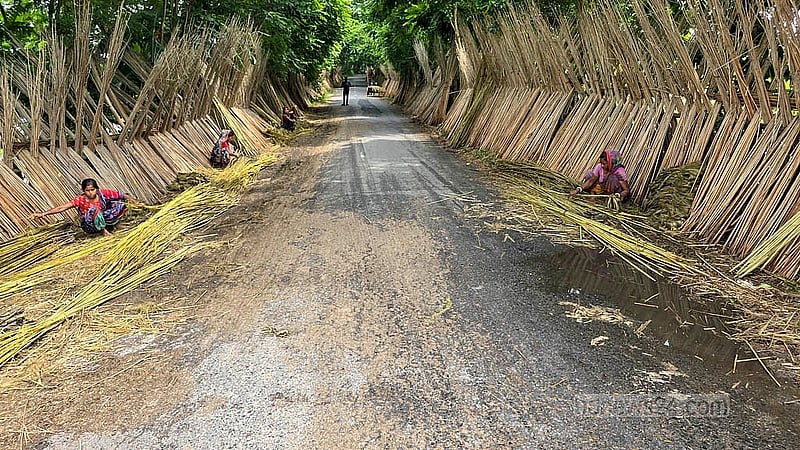 বর্ষায় ফরিদপুরে শুধু পুরুষরাই পাট নিয়ে ব্যস্ত থাকেন না, আঁশ ছাড়ানোর কাজে হাত মেলান নারীরাও। ছবি:শেখ মফিজুর রহমান শিপন