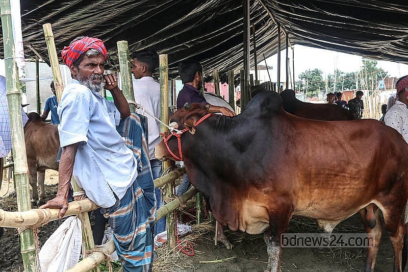 রাজধানীর গাবতলী হাটে কোরবানির পশু নিয়ে বসে আছেন ব্যাপারীরা। এবার বড় গরুর চেয়ে চাহিদা বেশি ছিল ছোট গরুর।   ক্রেতারা।   ছবি: শামীম-উস-সালেহীন