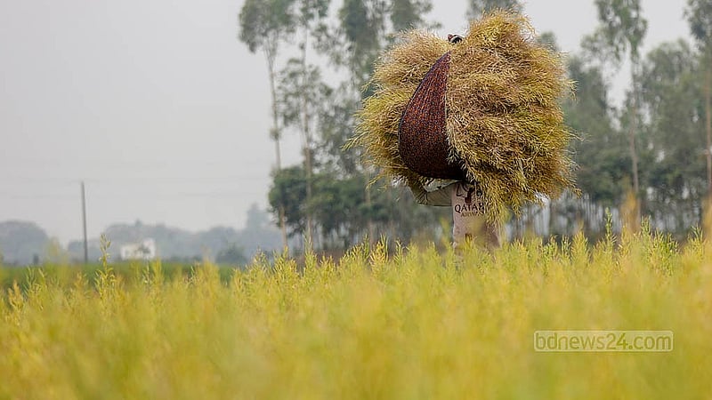 মুন্সীগঞ্জের সিরাজদিখান এলাকায় সরিষার আঁটি আল ধরে নিয়ে যাচ্ছেন এক দিনমজুর