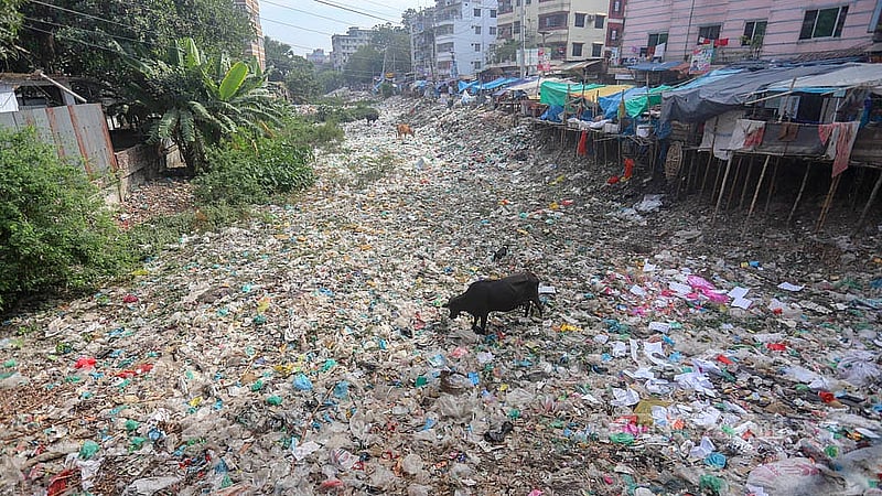 কেরানীগঞ্জের মৃতপ্রায় শুভাঢ্যা খালে চড়ে বেড়াচ্ছে গবাদি পশু। ছবি: আব্দুল্লাহ আল মমীন