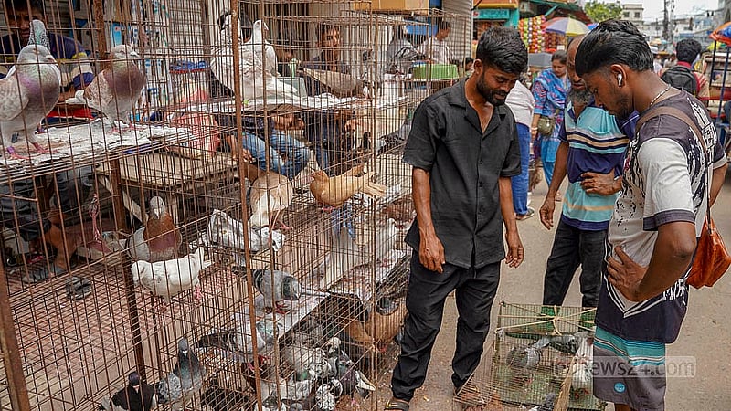 মিরপুরে পাখির হাটে রয়েছে নানা রকমের কবুতর, জাতভেদে দামে রয়েছে পার্থক্য