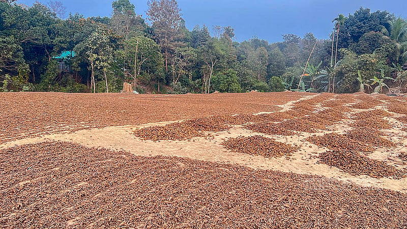 খাগড়াছড়ির রামগড়ের মাহবুবনগর এলাকায় শুকানো হচ্ছে সেদ্ধ করা হলুদ। ছবি: সমির মল্লিক
