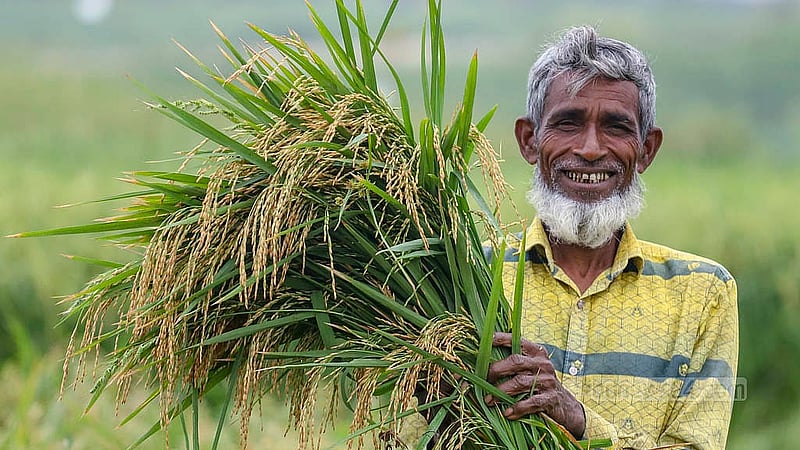ঢাকার কেরাণীগঞ্জে এবার ধানের ফলন বেশ ভালো। কারণ হিসেবে অনুকূল আবহাওয়ার কথা বলছেন কৃষকরা। ছবি: আব্দুল্লাহ আল মমীন