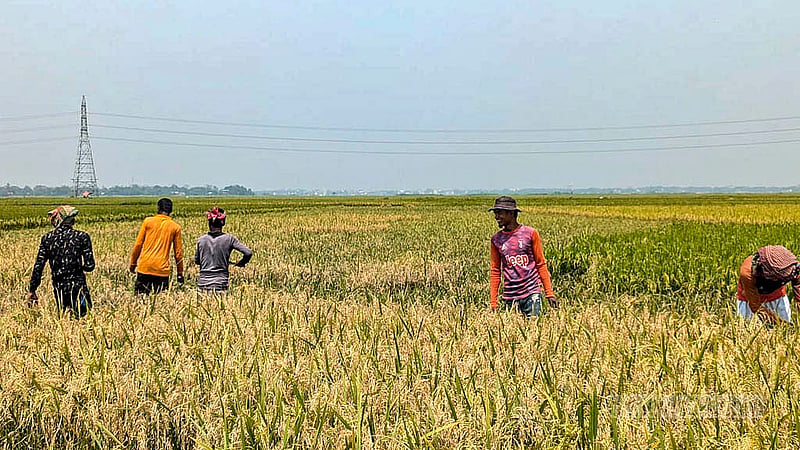 সুনামগঞ্জের হাওরে যেসব ক্ষেতে ধান পেকেছে, সেগুলো কেটে ফেলছেন কৃষকেরা। ছবি: শামীম শামস