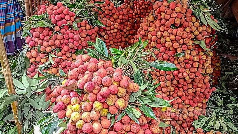 দিনাজপুরের লিচু চাষি সোহরাব বলেছেন, এবার ফলন ভালোই হয়েছে। কিন্তু লিচুতে রঙ আসার পর কখনো প্রচণ্ড তাপদাহ, আবার কখনো লাগাতার ঝড়-বৃষ্টিতে লিচু ক্ষতিগ্রস্ত হওয়ায় লোকসান এড়াতে সময়ের আগে গাছ থেকে নামানো হয়েছে। ছবি: মোরশেদুর রহমান