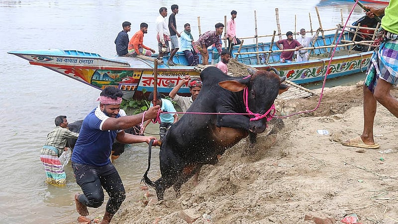 রাজধানীর গাবতলী হাটে শুক্রবার ট্রলার থেকে গরু নামাচ্ছেন ব্যাপারীরা।  ছবি: শামীম-উস-সালেহীন