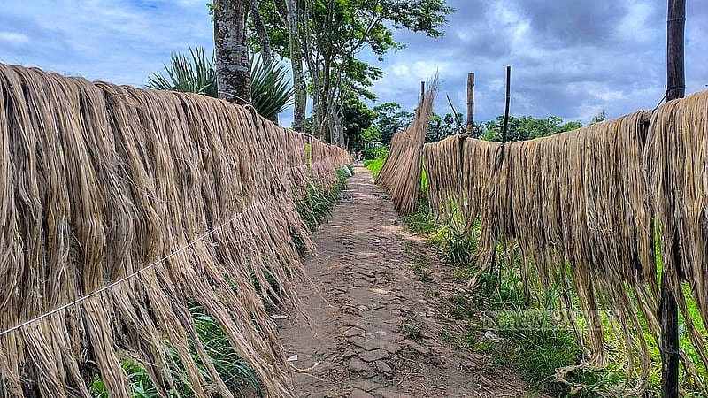 পাট শুকানো হচ্ছে। এবার পাটের ফলন নিয়ে সন্তুষ্ট মাদারীপুরের খোয়াজপুর ইউনিয়নের পখিরা গ্রামের কৃষকরা। ছবি: রিপন চন্দ্র মল্লিক