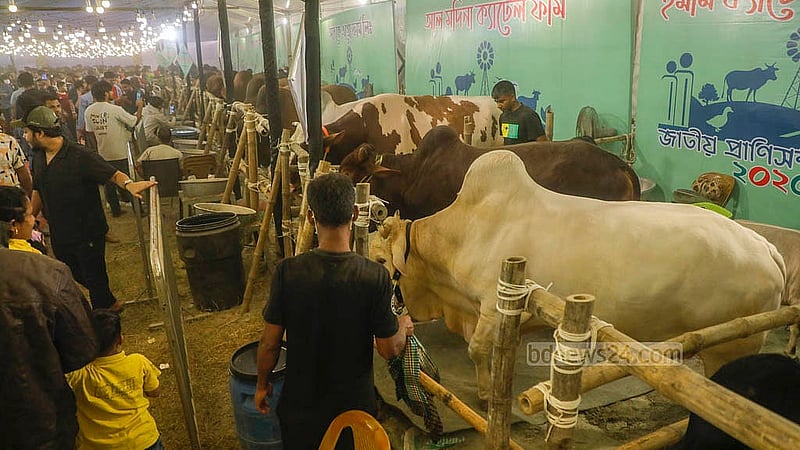 আগারগাঁওয়ে পুরনো বাণিজ্য মেলার মাঠে প্রদর্শনীতে ষাঁড়ের জন্য রয়েছে আলাদা জায়গা। খামারিরা তাদের ষাড় নিয়ে হাজির হয়েছেন প্রদর্শনীতে। ছবি: আব্দুল্লাহ আল মমীন