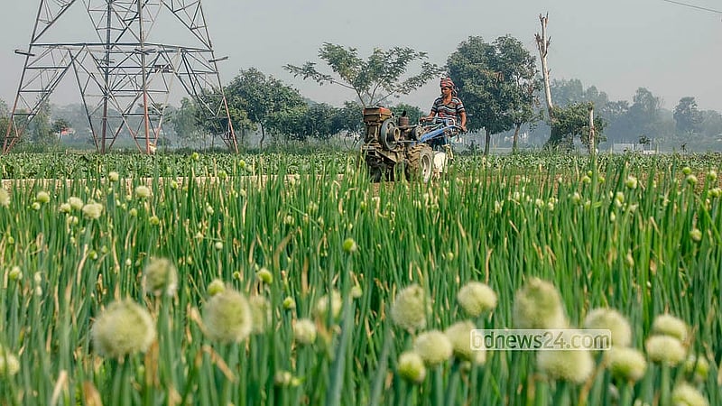 চীনা পেঁয়াজ পাতা চাষ হচ্ছে ঢাকার সাভার এবং মানিকগঞ্জের সিংগাইর উপজেলার বিভিন্ন গ্রামে