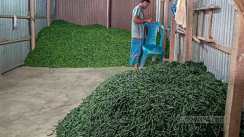 মানিকগঞ্জের হরিরামপুরের ঝিটকা বাজার থেকে কাঁচা মরিচ যায় ঢাকাসহ দেশের বিভিন্ন স্থানে। ছবি: মাহিদুল ইসলাম মাহি