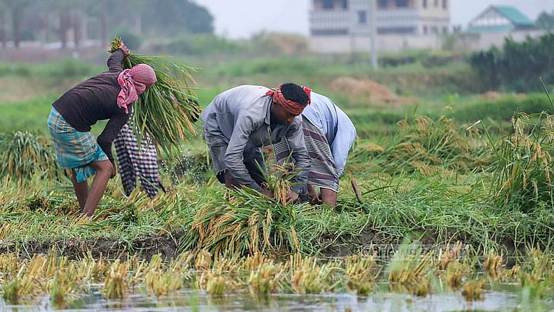 ঢাকার কেরাণীগঞ্জে এরই মধ্যে ধান কাটা শুরু করে দিয়েছেন কৃষকরা। ছবি: আব্দুল্লাহ আল মমীন