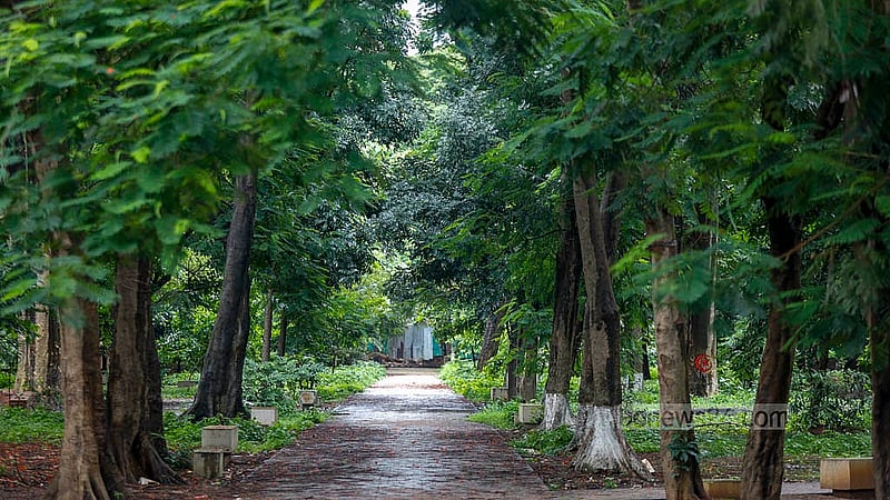 আষাঢ়ে ঘন ঘন বৃষ্টি আর মানুষের আনাগোনা কমে যাওয়ার পর থেকে সোহরাওয়ার্দী উদ্যান যেন সবুজে ভরে উঠছে। ছবি: মাহমুদ জামান অভি