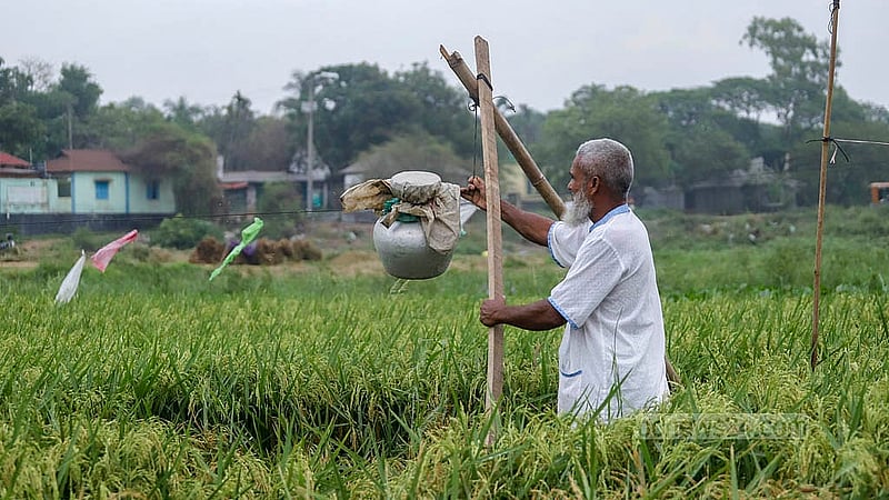 পাকা ধান যেন পাখি এসে নষ্ট করে না দেয়, সেজন্য এ ব্যবস্থা। রশিতে বাধা এ কলস টান দিলেই শব্দ হয়। আর তাতেই উড়ে যায় পাখি।  ছবি: আব্দুল্লাহ আল মমীন