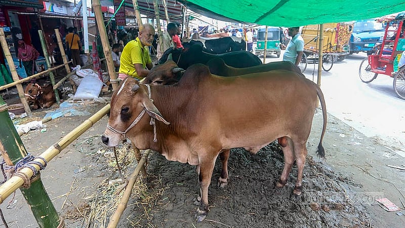 ঢাকার কেরানীগঞ্জের হাসনাবাদ এলাকায় শুক্রবার অস্থায়ী কোরবানির পশুর হাটে ক্রেতার তুলনায় পশু ছিল বেশি, তাই দাম ছিল অনেকটা কম।  ছবি: আব্দুল্লাহ আল মমীন