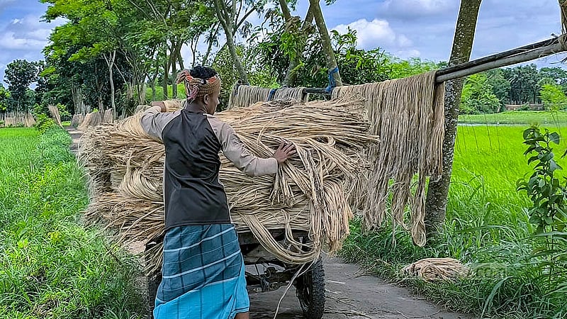বিক্রির জন্য প্রস্তুত করা হচ্ছে সোনালি আঁশ পাট। মাদারীপুর সদর উপজেলায় এবার প্রতি মণ পাট বিক্রি হচ্ছে সাড়ে ৩ হাজার টাকা থেকে ৪ হাজার টাকায়। ছবি: রিপন চন্দ্র মল্লিক