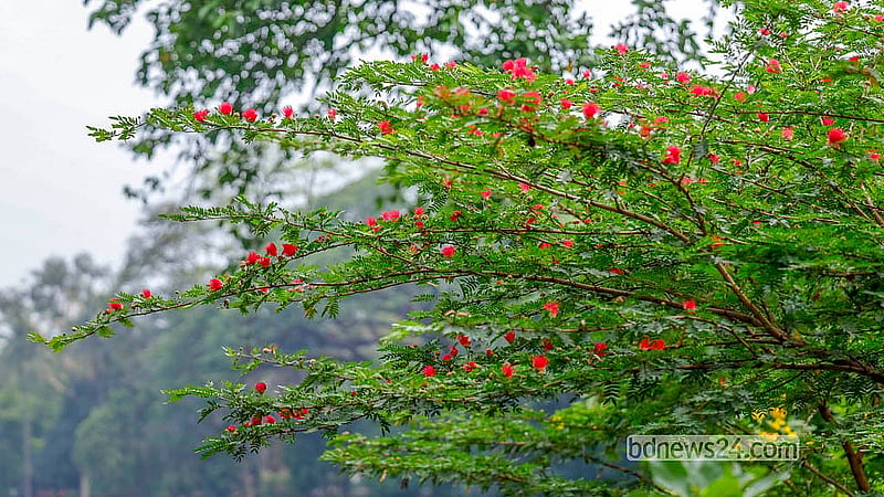 লাল ঝুমকা ফুলও (ক্যালিয়ান্ড্রা) ফুটেছে রাজধানীর রমনা পার্কে