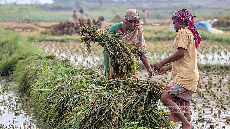জমি থেকে পাকা ধান তুলতে পুরুষদের পাশাপাশি কাজ করছেন নারীরাও। ছবি: আব্দুল্লাহ আল মমীন