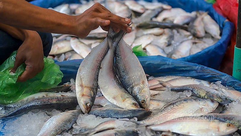 রাজধানীর যাত্রাবাড়ীর পাইকারি মাছের বাজারে ইলিশ দেখাচ্ছেন এক বিক্রেতা। পহেলা বৈশাখের আগের দিন বাজারে ইলিশ মাছের চাহিদা ছিল ব্যাপক। ছবি: আব্দুল্লাহ আল মমীন