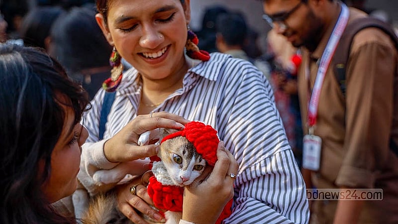 ঢাকা বিশ্ববিদ্যালয়ের পেট কার্নিভালে মঙ্গলবার বিকালে বাহারি সাজে দেখা মেলে পোষা বিড়াল তোরোরোকে। ছবি: মাহমুদ জামান অভি