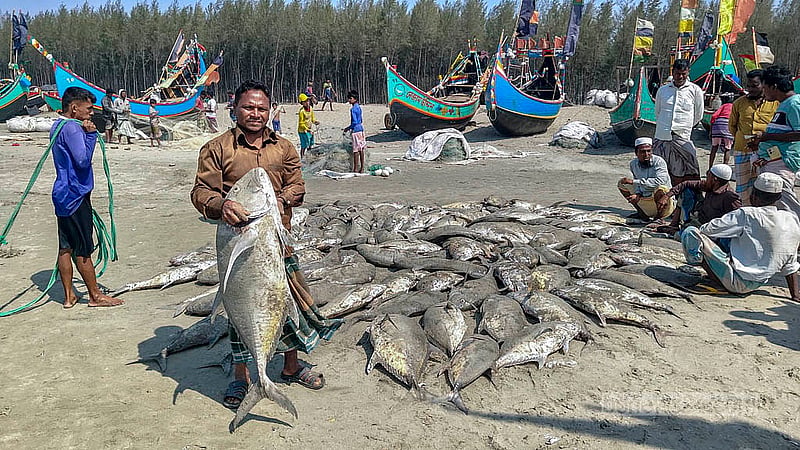 শাহপরীর দ্বীপ এলাকায় সাগরে শুক্রবার এরশাদুল্লাহ মাঝির জালে ধরা পড়ে ১২০ টি ‘নাগু মাছ’। ১৫টি মাছ শ্রমিকদের বিলি করে বাকিগুলো বিক্রি করা হয়