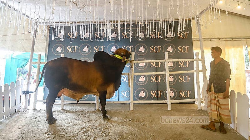 ঢাকার রামপুরায় হাতিরঝিলের পাশে সামারাই ক্যাটেল ফার্মে ক্রেতাদের জন্য রয়েছে গরু দেখানোর বিশেষ ব্যবস্থা।  ছবি: আব্দুল্লাহ আল মমীন
